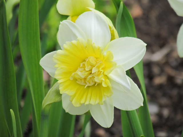 Narcisse, Narcissus 'Ice King'