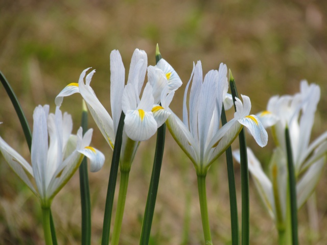 Iris reticulata 'Natasha'