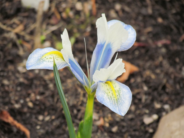 Iris reticulata Eye Catcher