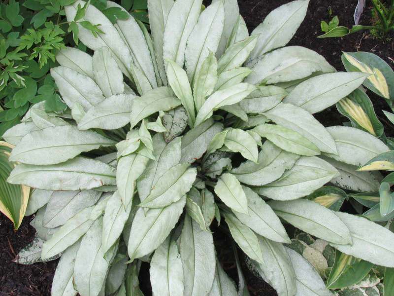 Pulmonaire, Pulmonaire &agrave; longues feuilles, Pulmonaria longifolia 'Diane Clare'