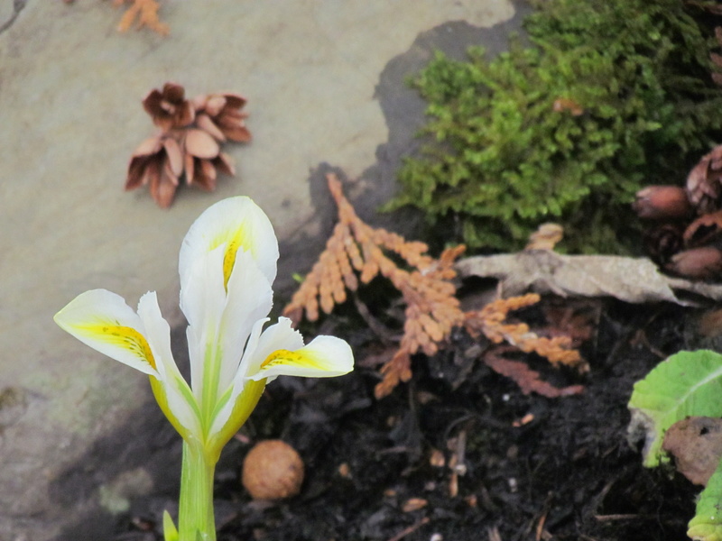 Iris reticulata 'North Star'