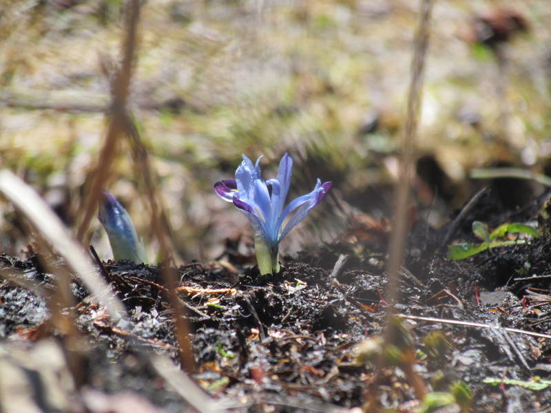 Iris reticulata Halkis