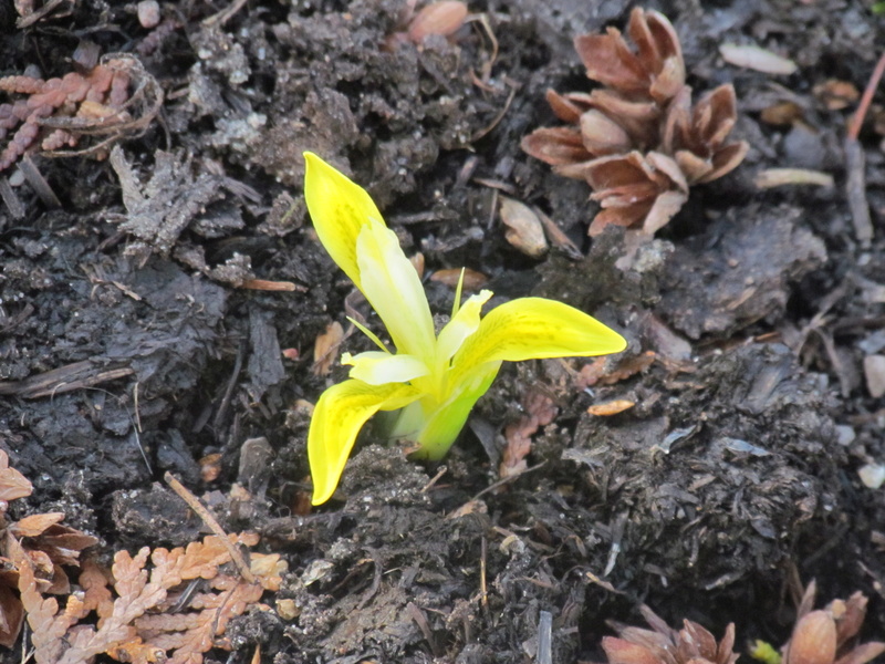 Iris reticulata 'Sunshine'