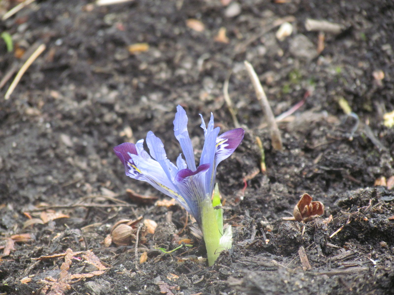 Iris reticulata 'Halkis'