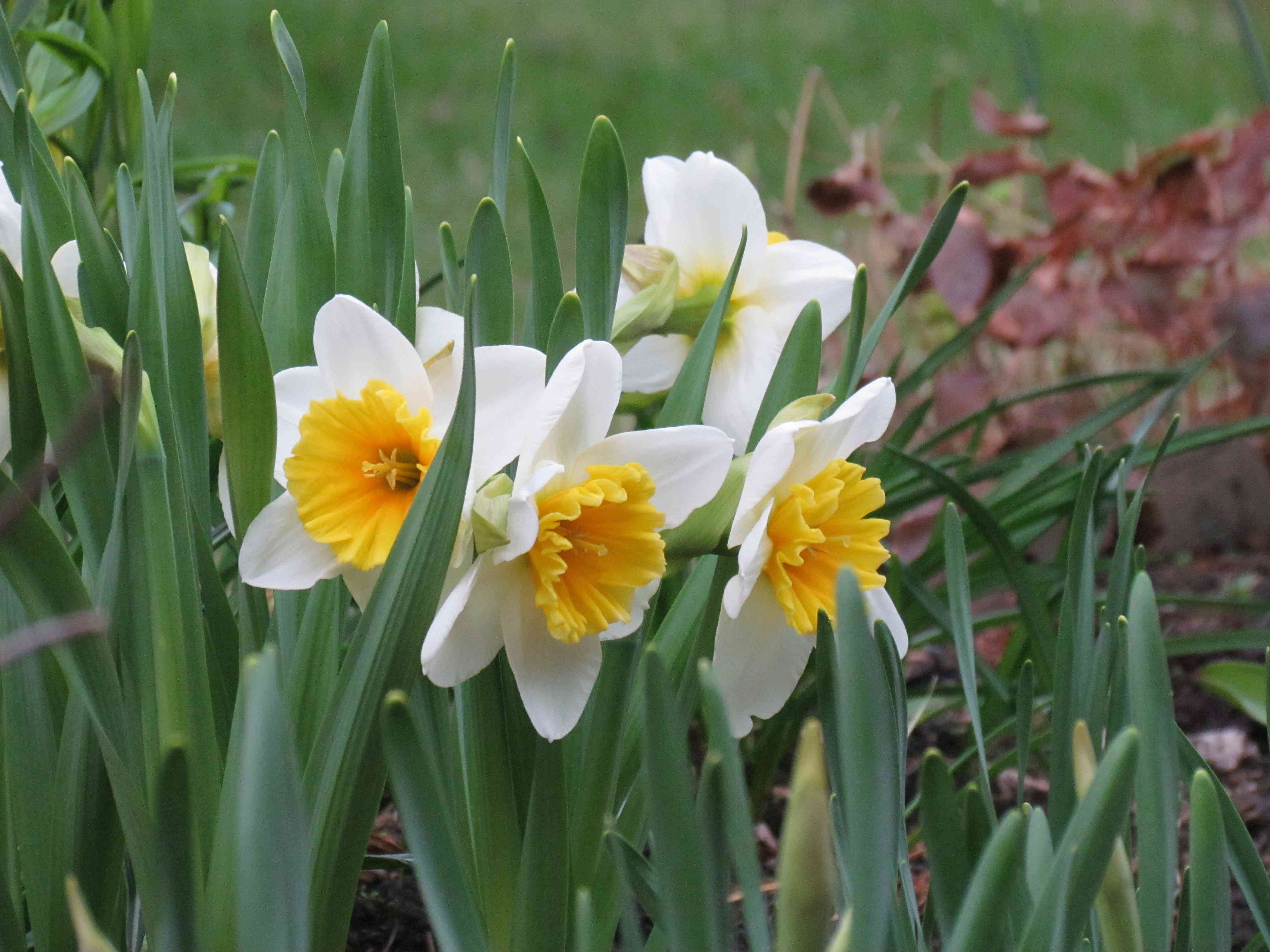 Narcisse, Narcissus 'Slim Whitman'