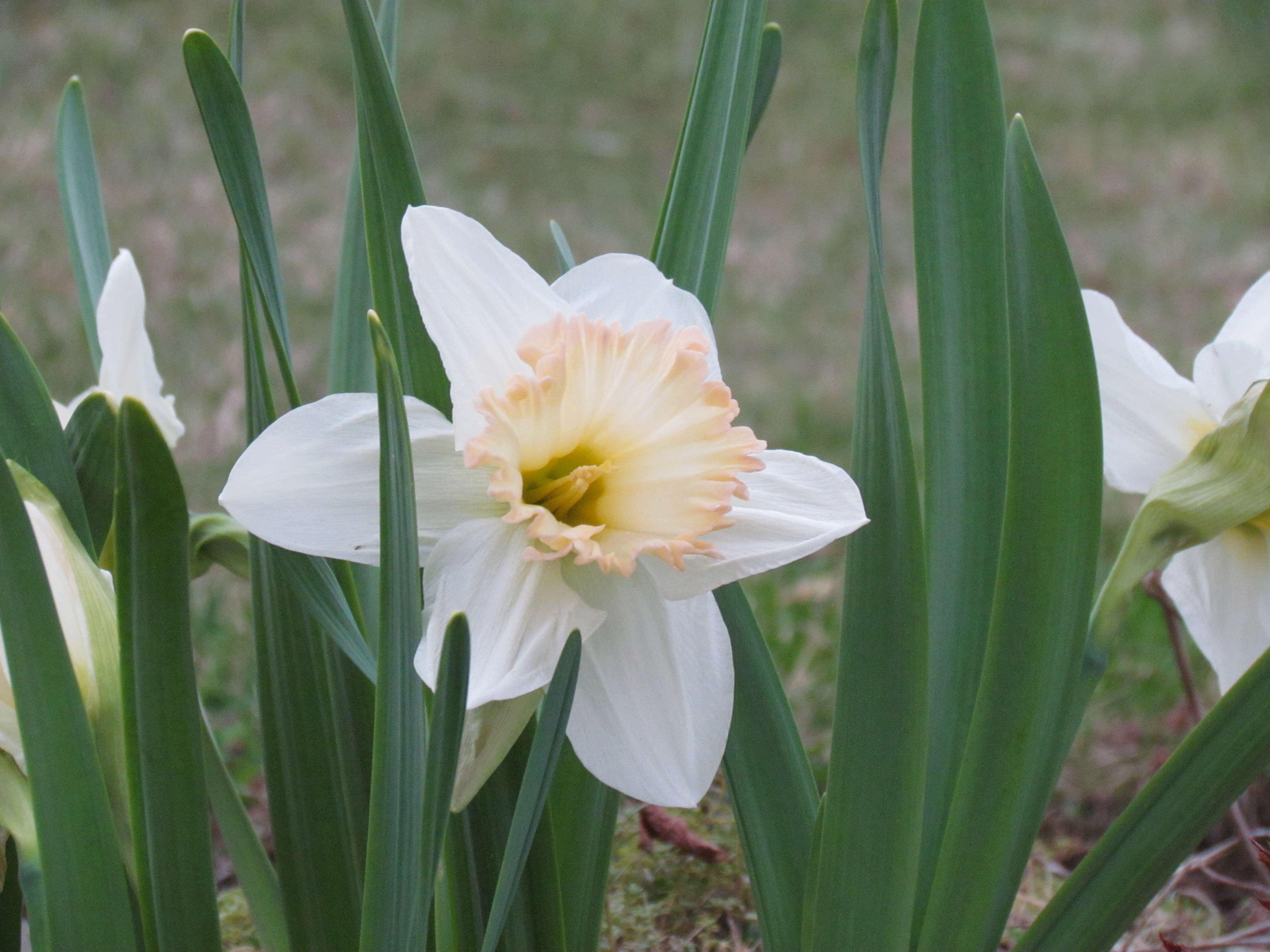 Narcisse, Narcissus 'British Gamble'