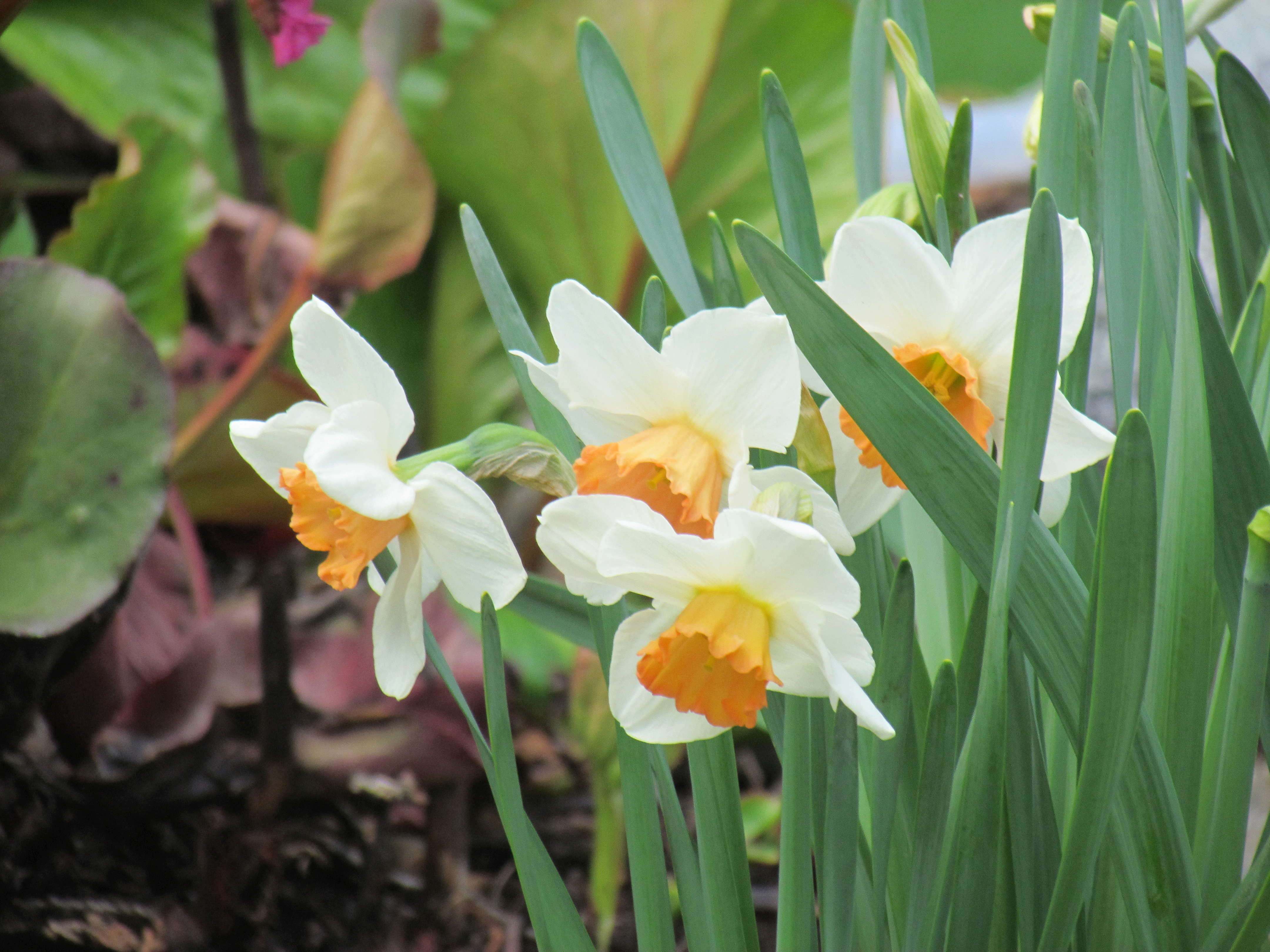 Narcisse, Narcissus 'Cool Flame'