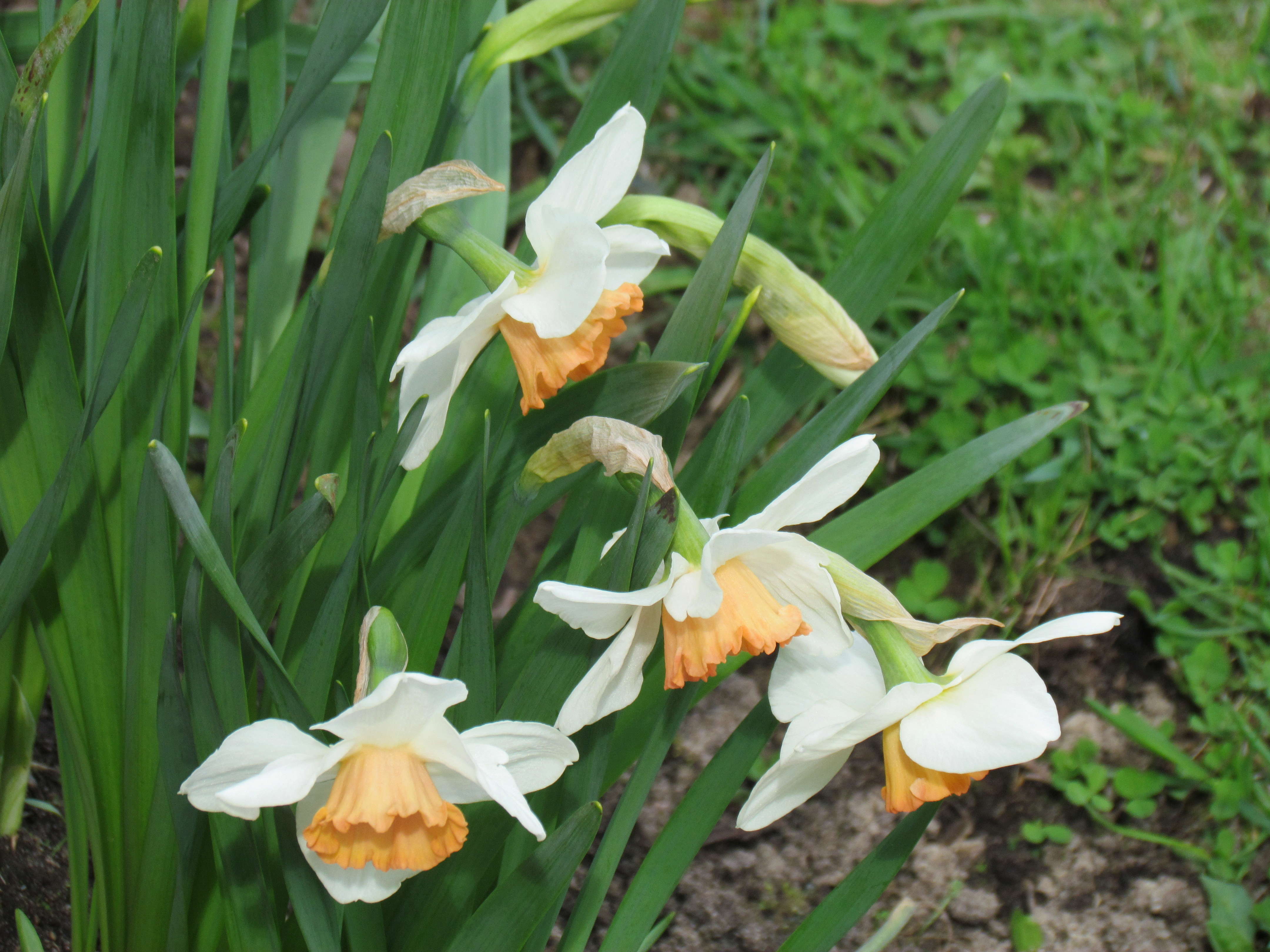 Narcisse, Narcissus 'Cool Flame'