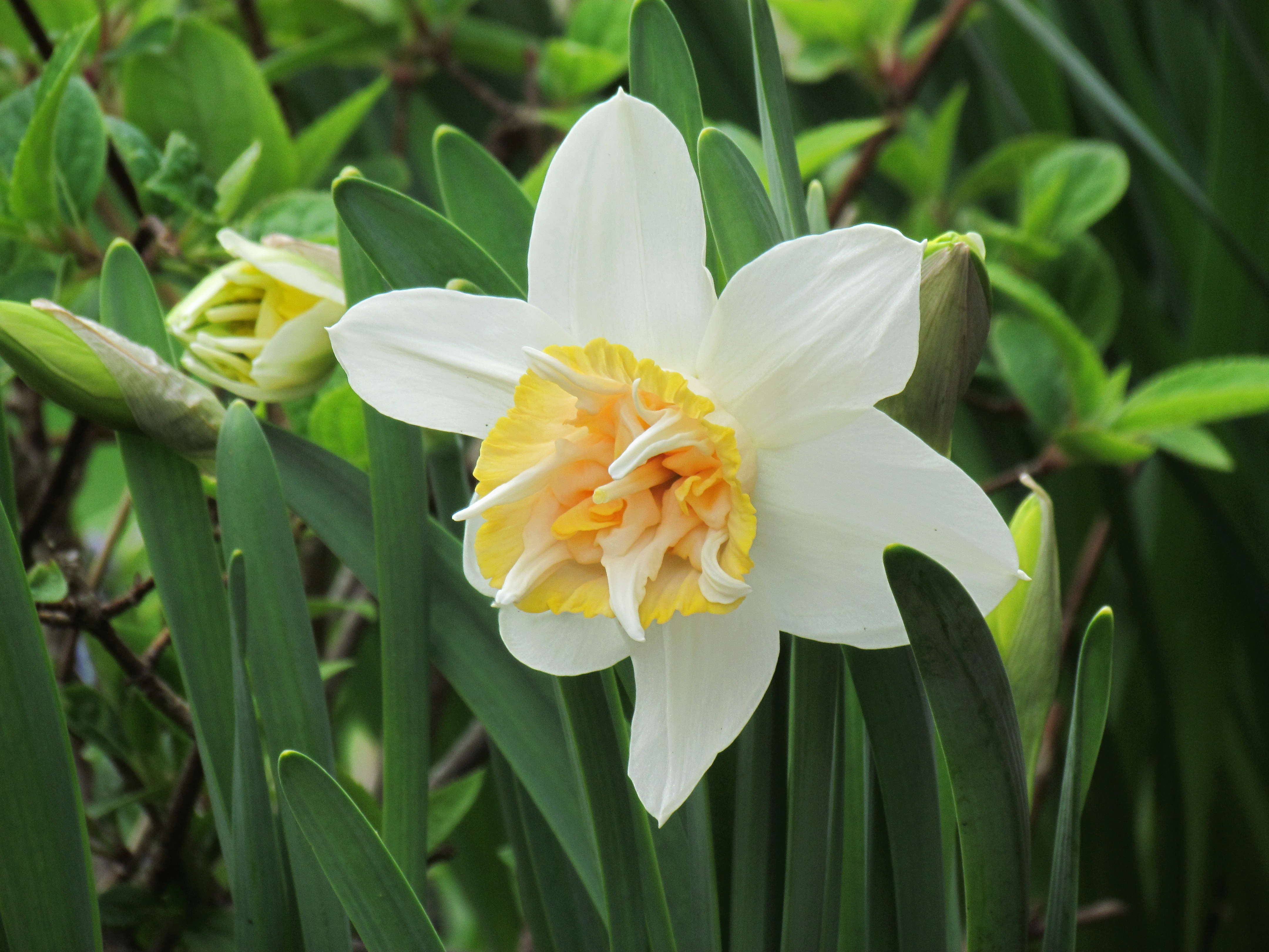 Narcisse Narcissus Petit Four