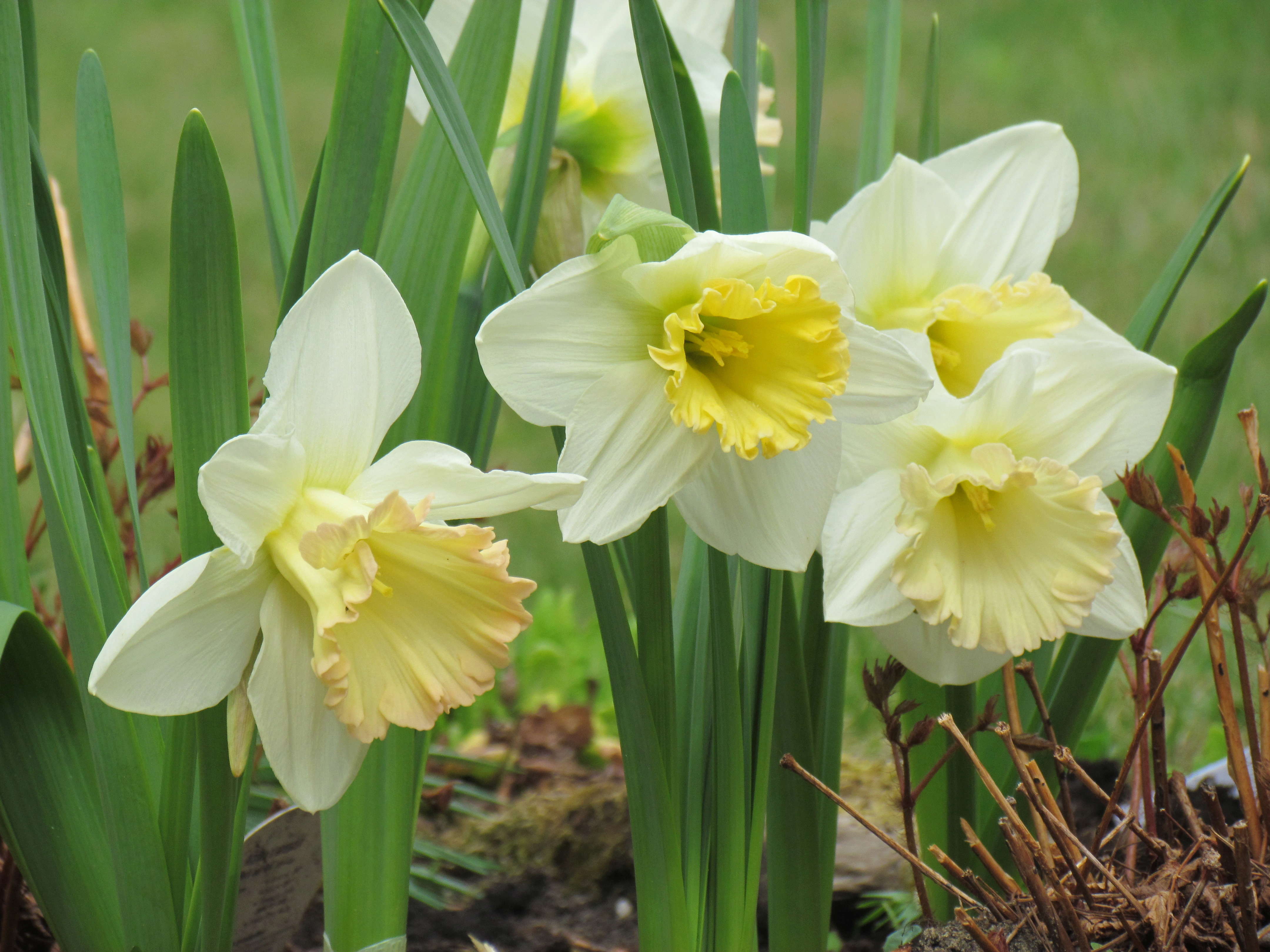 Narcisse, Narcissus 'British Gamble'