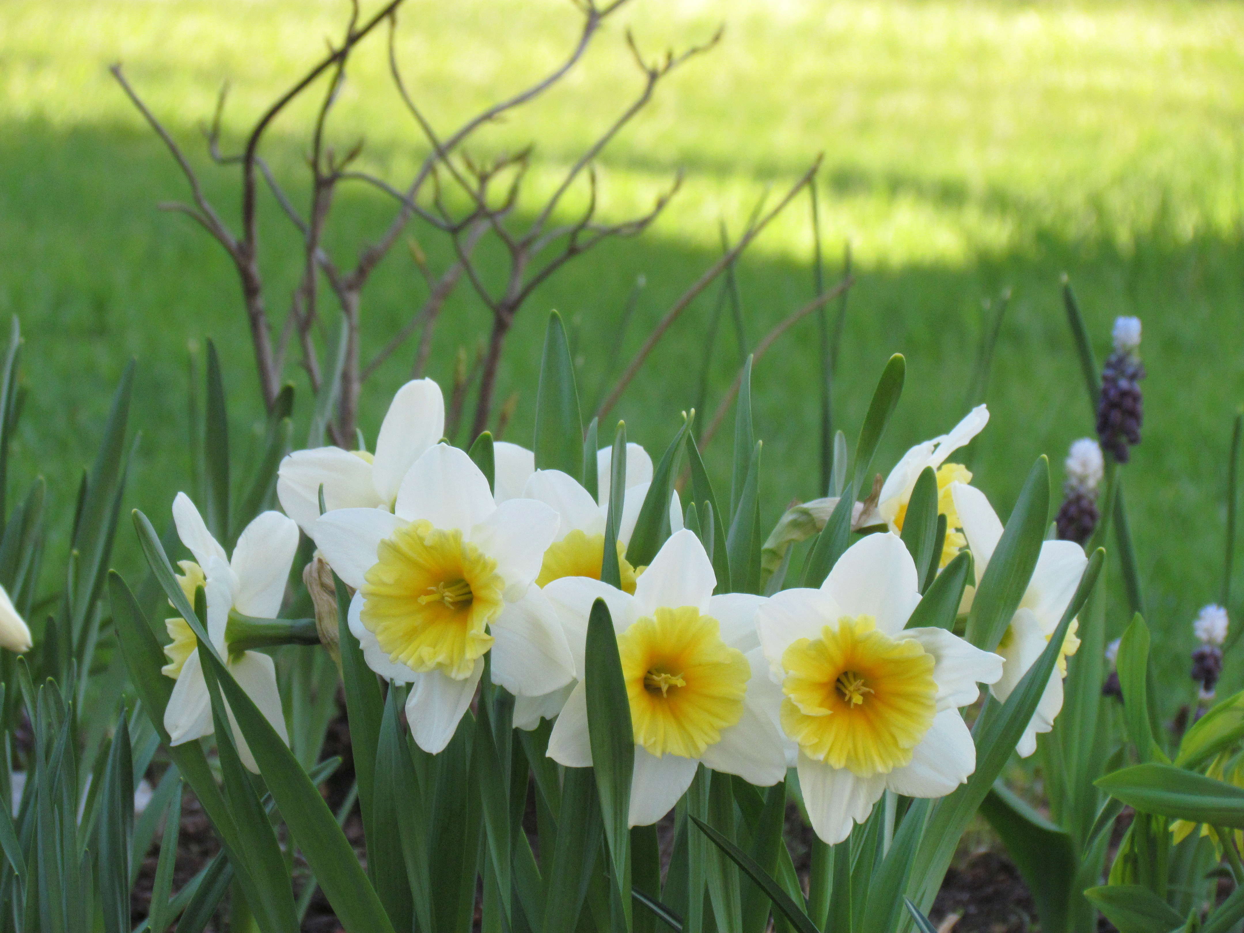 Narcisse Narcissus Slim Whitman
