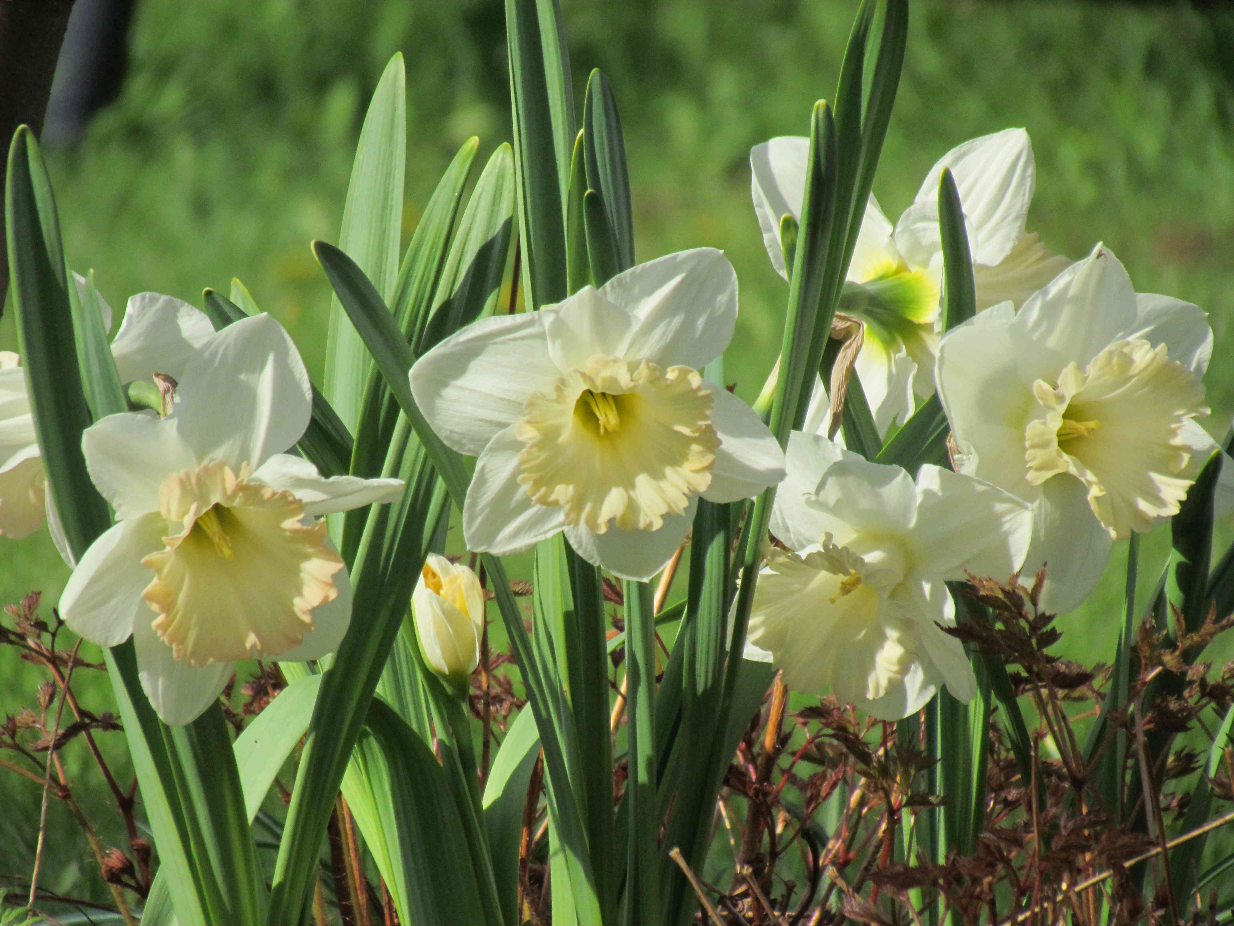 Narcisse Narcissus British Gamble