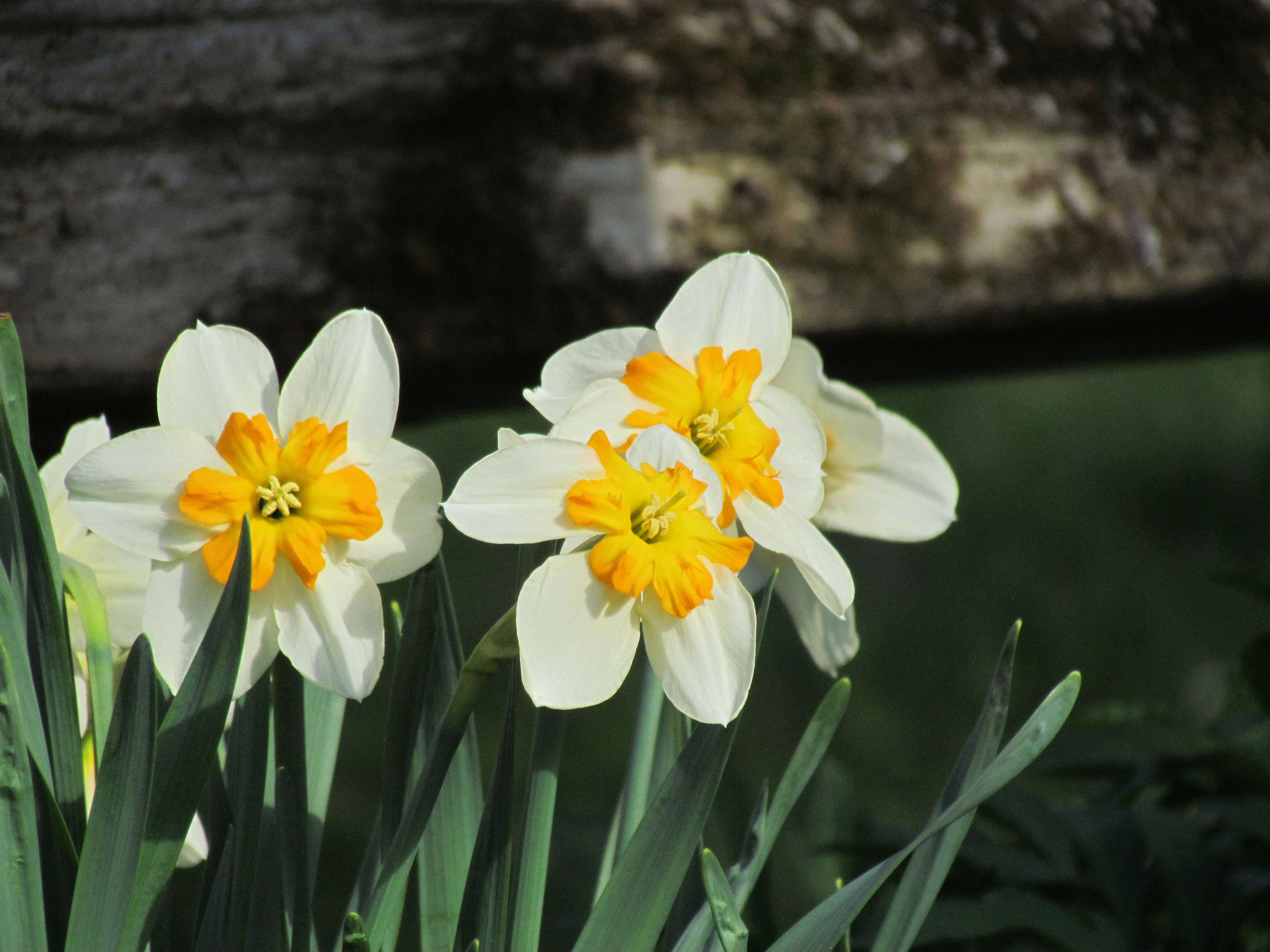 Narcisse Narcissus Tricolette