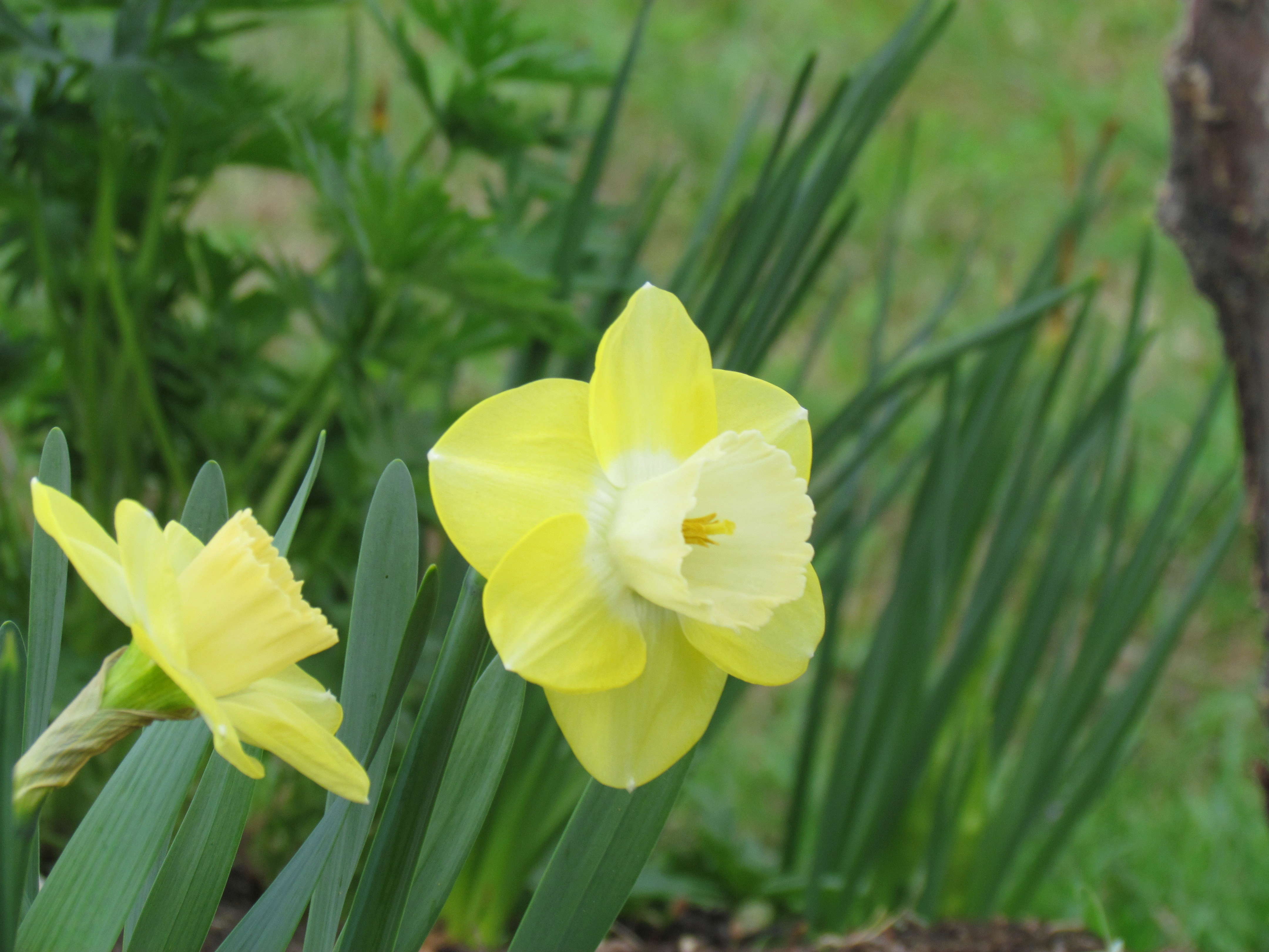 Narcisse Narcissus Avalon