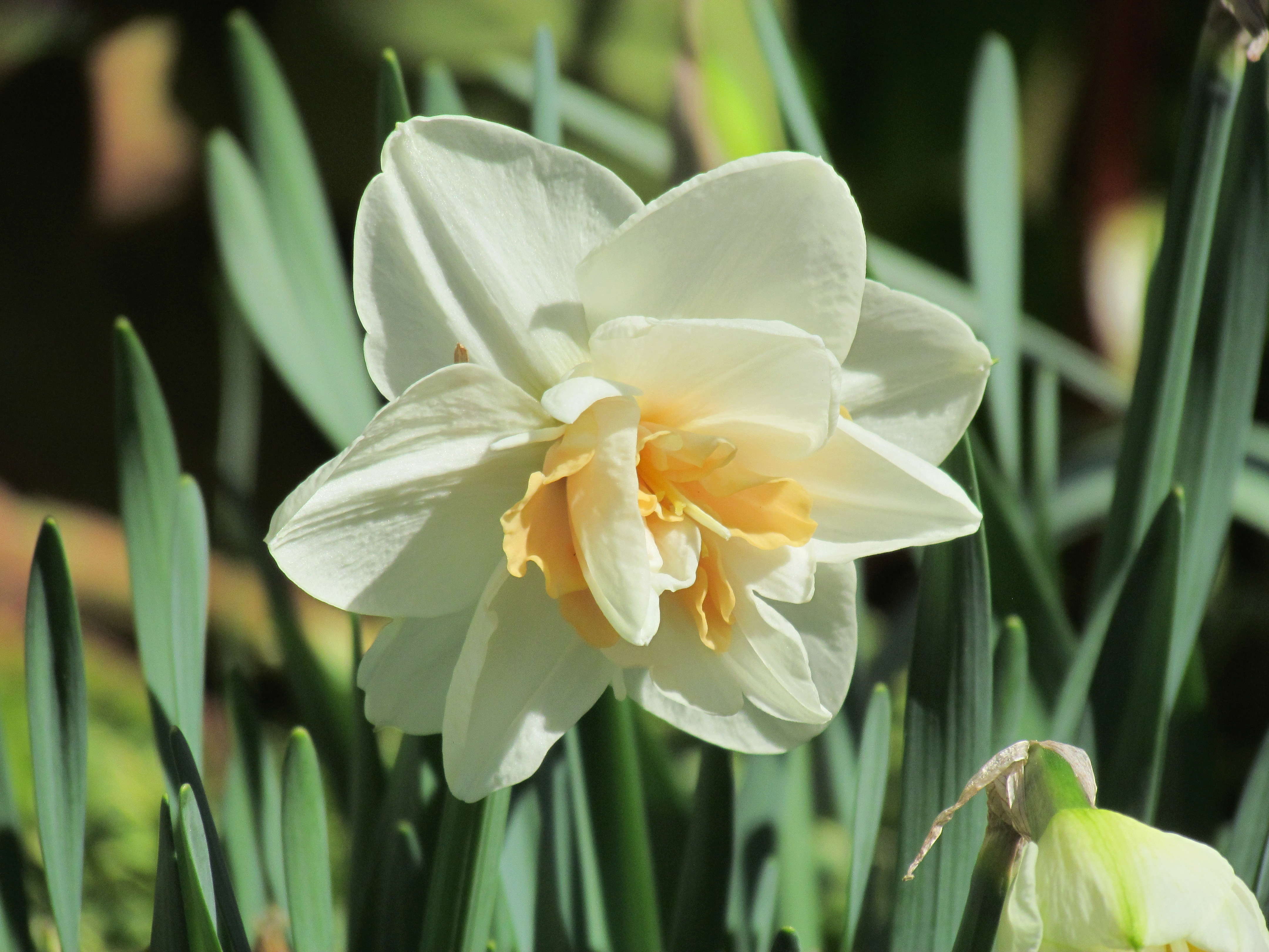 Narcisse, Narcissus 'Delsnanaugh'