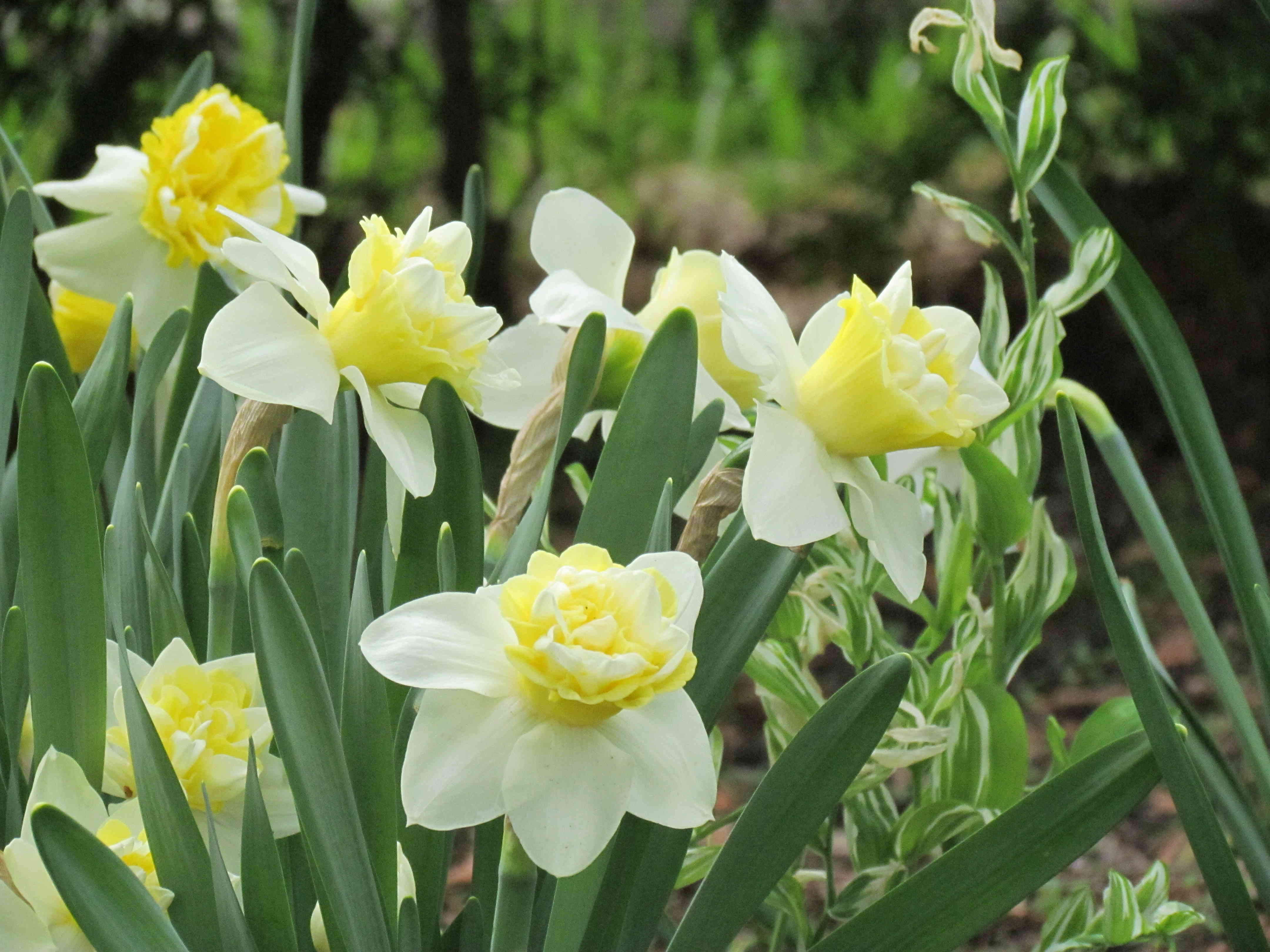 Narcisse Narcissus Popeye