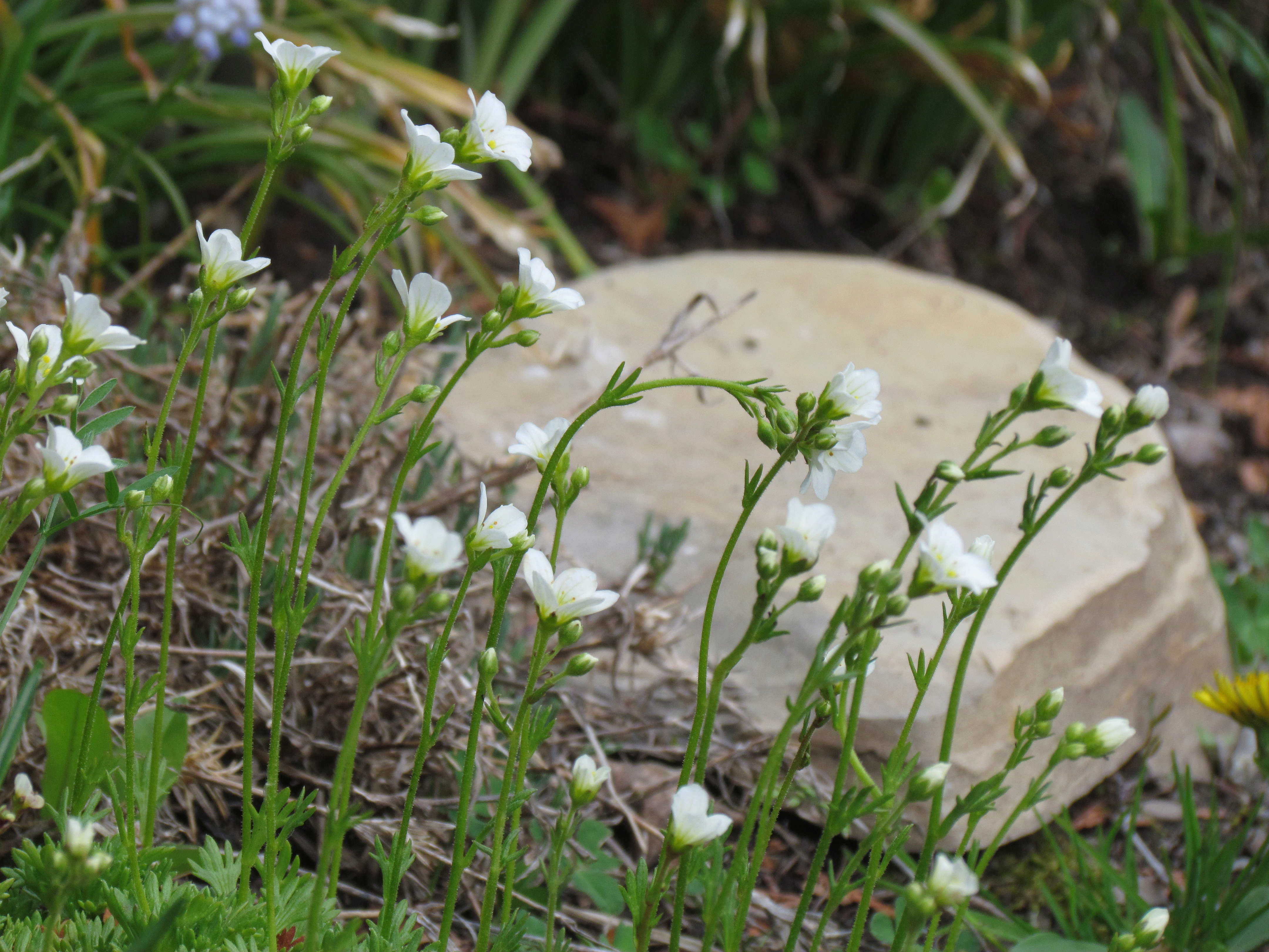 Saxifrage Saxifraga ×arendsii Spring Snow