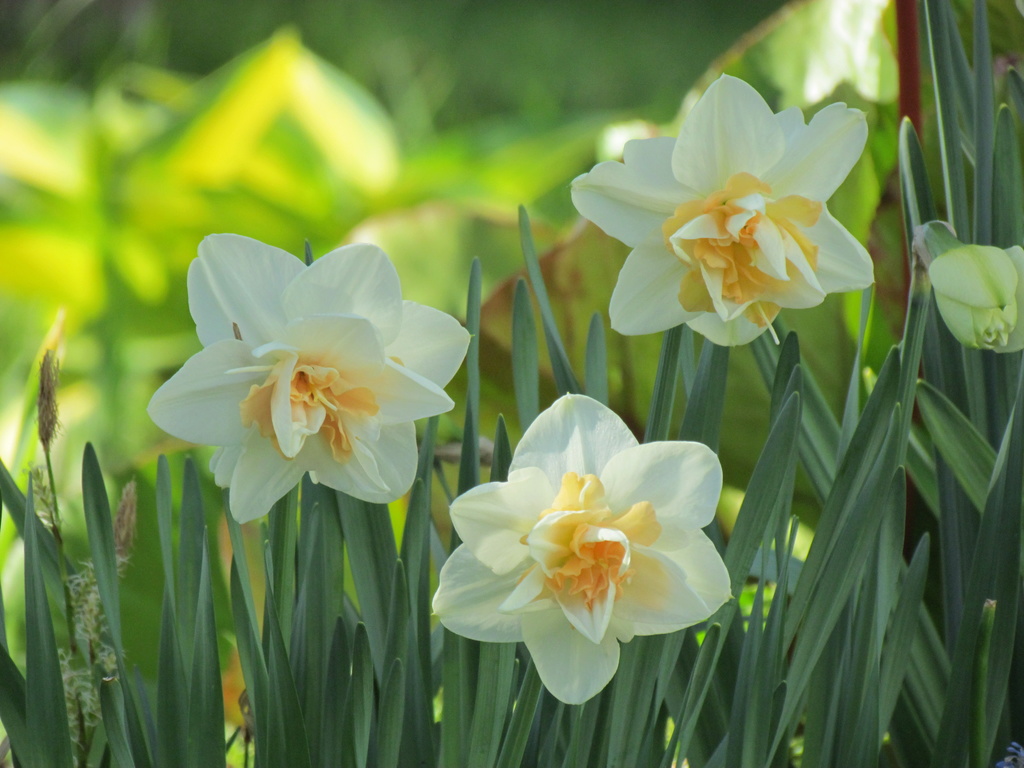 Narcisse, Narcissus 'Desnalnaugh'