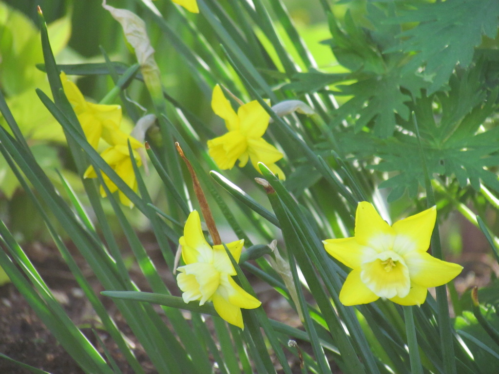 Narcisse Narcissus Hillstar