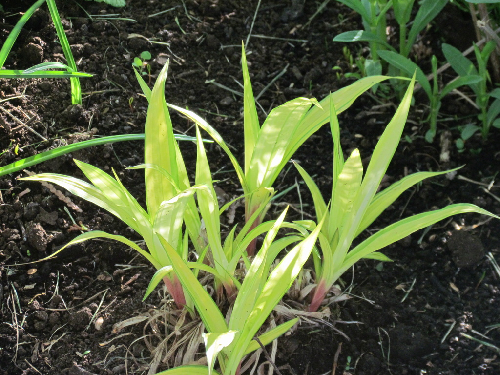 Carex, la&icirc;ches, La&icirc;che &agrave; larges feuilles, Carex siderosticha 'Banana Boat'