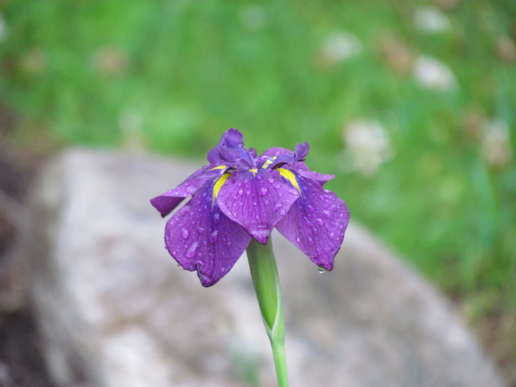 Iris kaempferi Iris ensata mauve