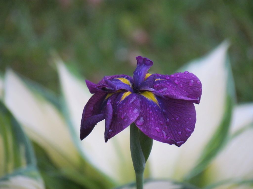 Iris kaempferi Iris ensata mauve