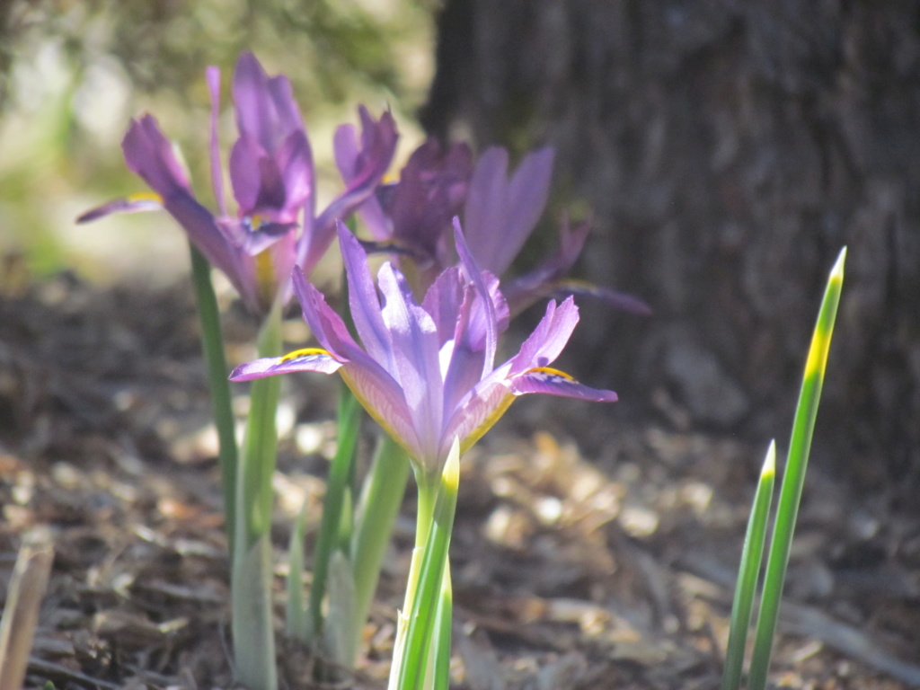 Iris reticulata Scent Sational
