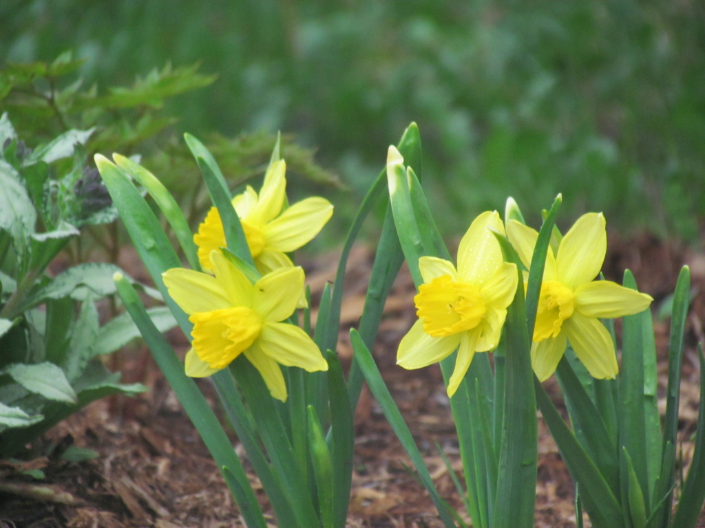 Narcisse, Narcissus 'February Gold'