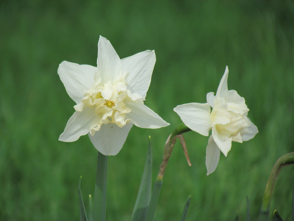 Narcisse, Narcissus 'Palmares'