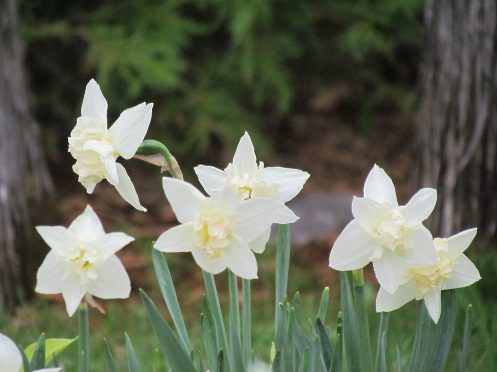 Narcisse Narcissus Palmares
