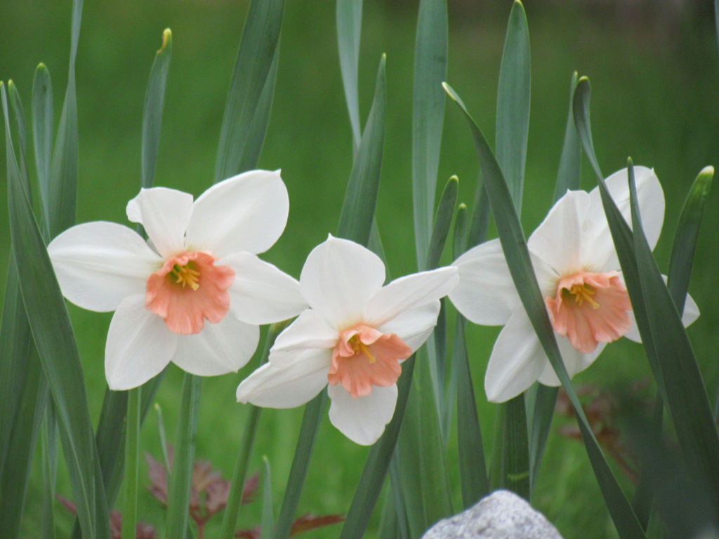 Narcisse, Narcissus 'Perfect Lady'