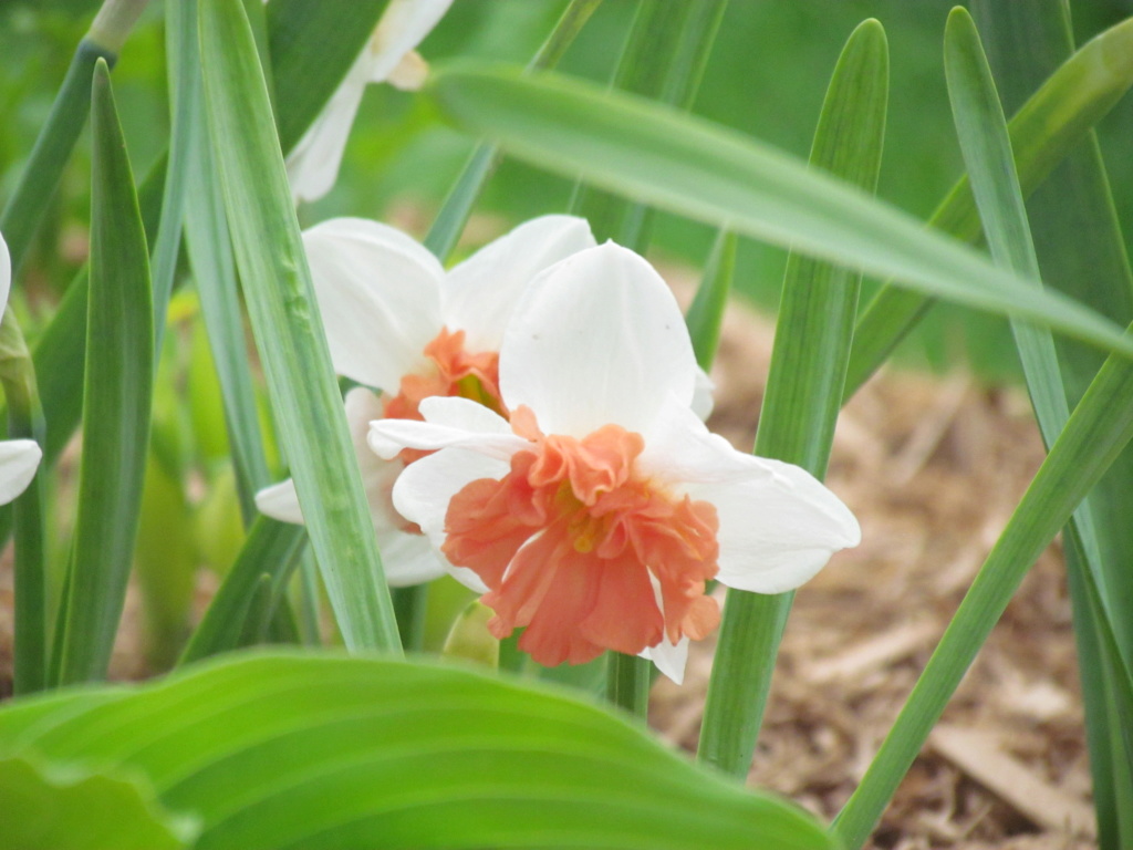 Narcisse Narcissus Shrike