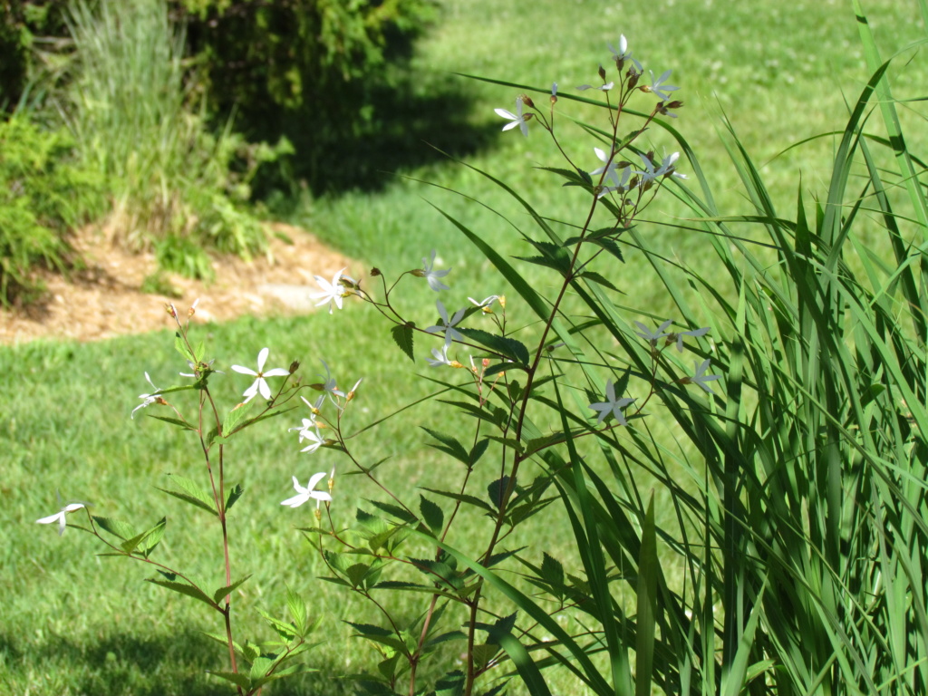 Porteranthus, Gillenia trifoliata 