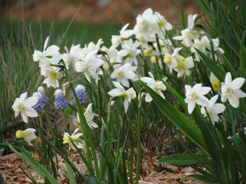 Narcisse Narcissus Thalia
