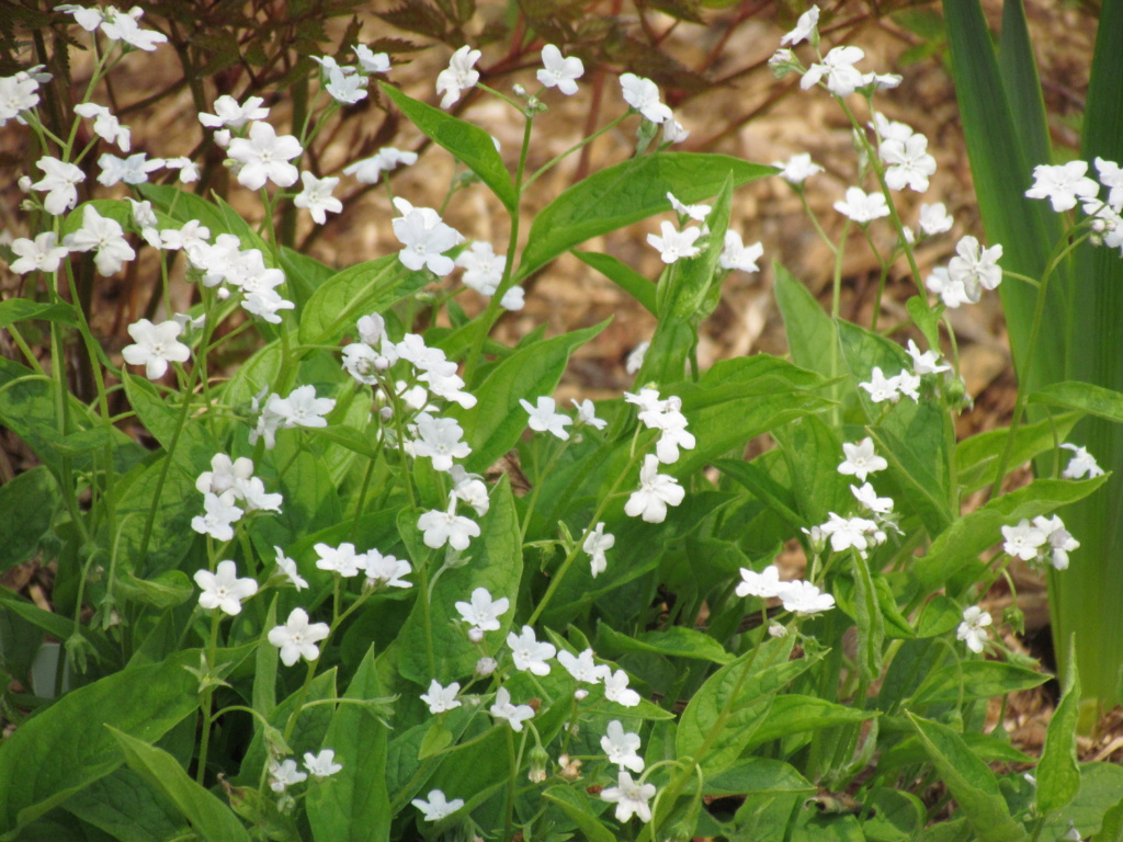 Omphalodes du printemps, Petite Bourrache printanière Omphalodes verna alba