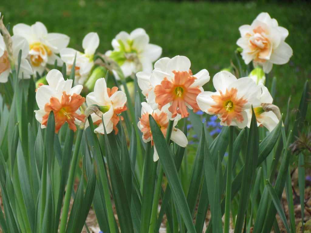 Narcisse Narcissus Shrike