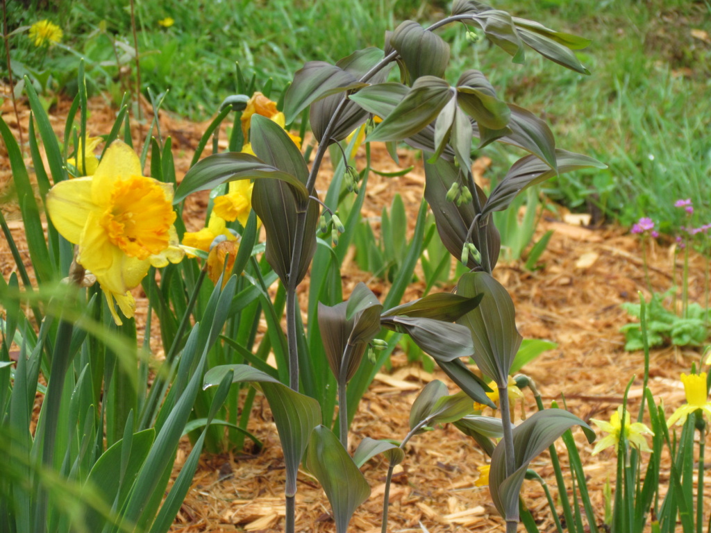Sceaux de Salomon, (Polygonatum multiflorum × Polygonatum odoratum), Polygonatum ×hybridum 'Betburg'