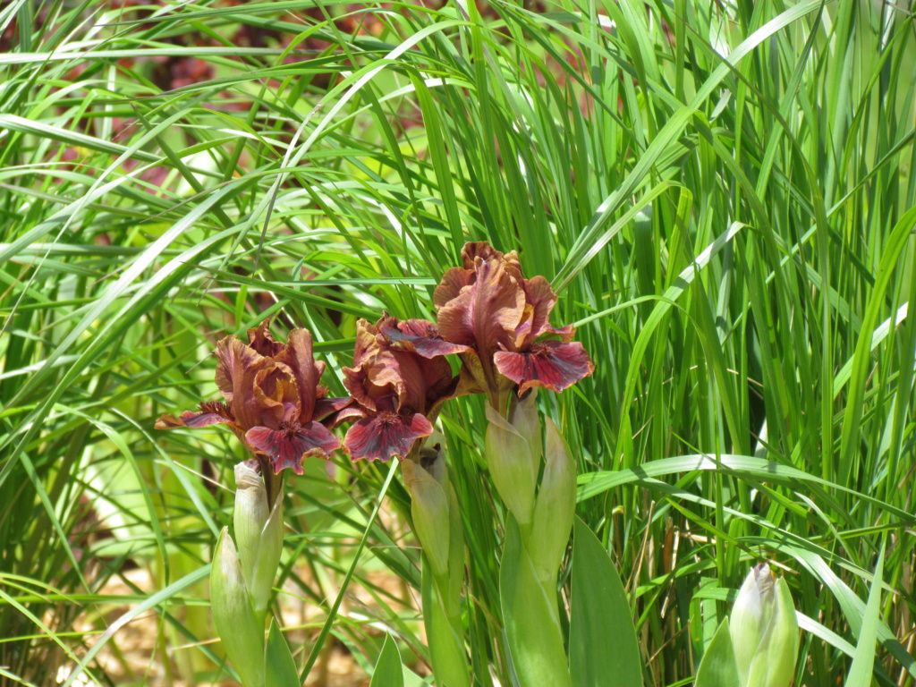 Iris nain Iris pumila Death By Chocolat