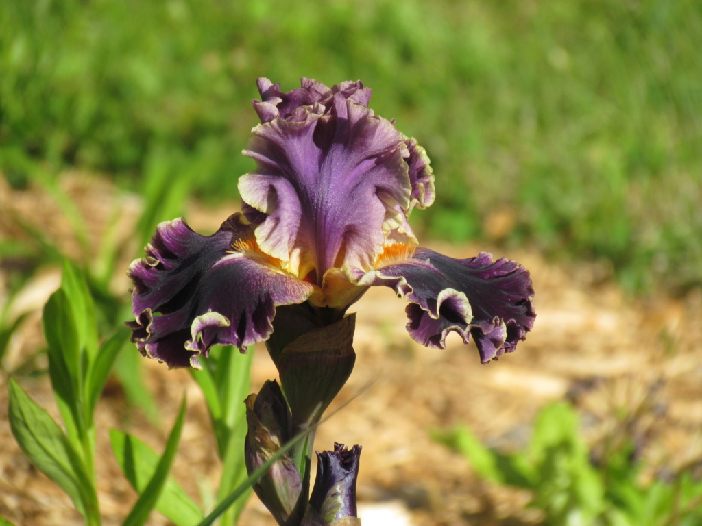 Iris d'Allemagne, Iris barbu Iris germanica Secret Recipie