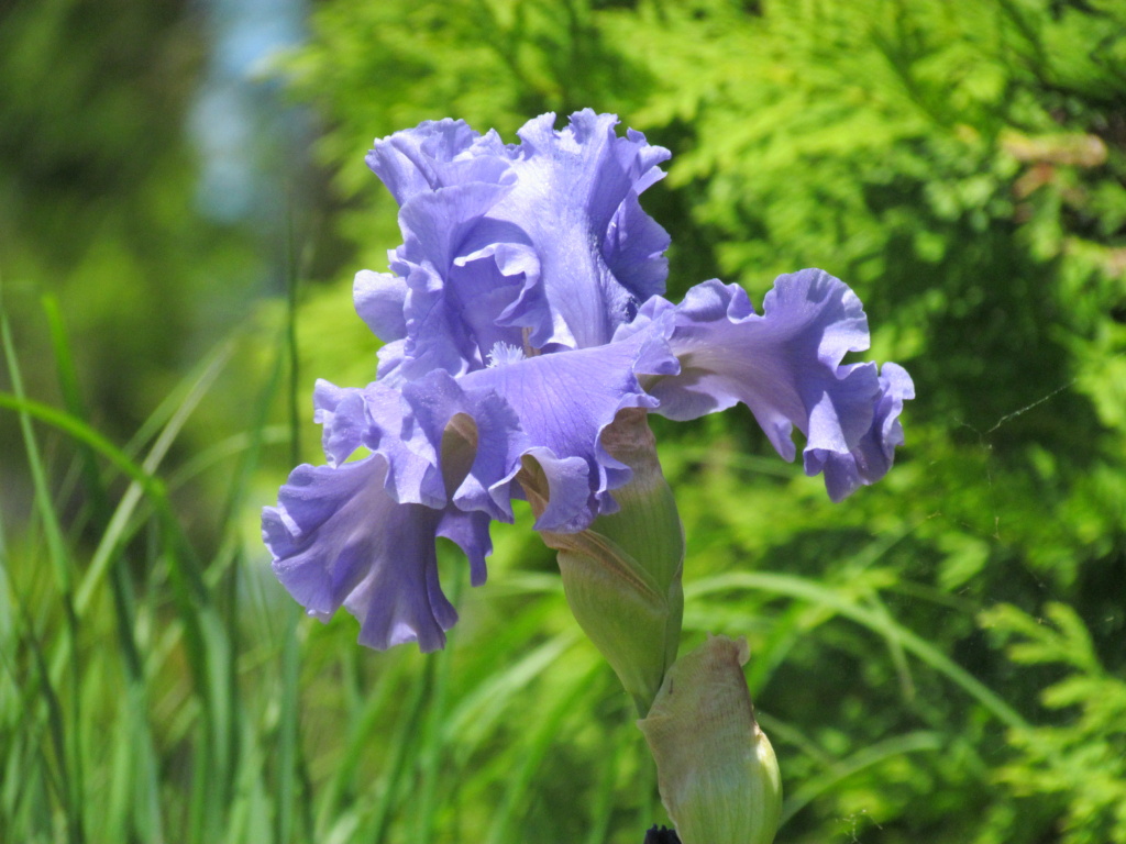 Iris d&rsquo;Allemagne, Iris barbu, Iris germanica 'Sea Power'
