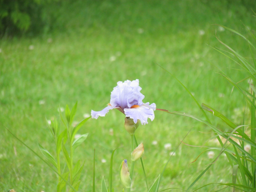 Iris d&rsquo;Allemagne, Iris barbu, Iris germanica 'No Place Like Home'