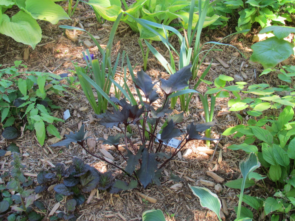 Ligulaire, Ligularia 'Osiris Caf&eacute; Noir'