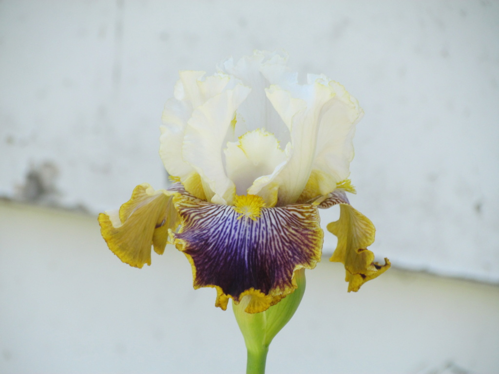 Iris d'Allemagne, Iris barbu Iris germanica Patchwork Puzzle