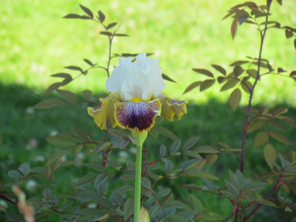 Iris d&rsquo;Allemagne, Iris barbu, Iris germanica 'Patchwork Puzzle'