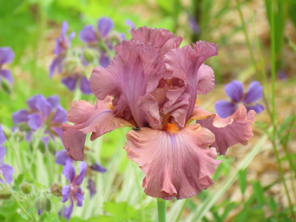 Iris d'Allemagne, Iris barbu Iris germanica Terracotta Bay