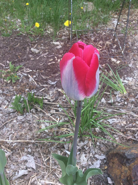 Tulipe, tulipes Tulipa showgirl