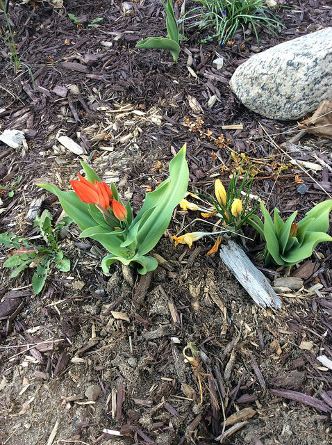 Tulipe, tulipes Tulipa praestans unicum