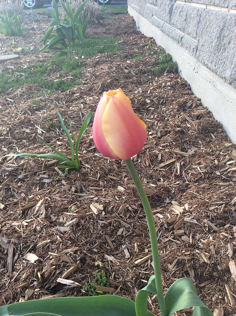 Tulipe, tulipes, Tulipa ×darwin 'world peace'