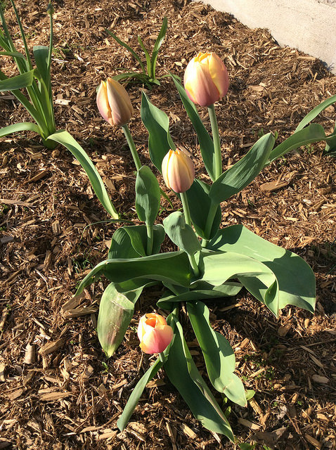 Tulipe, tulipes, Tulipa darwin 'world peace'