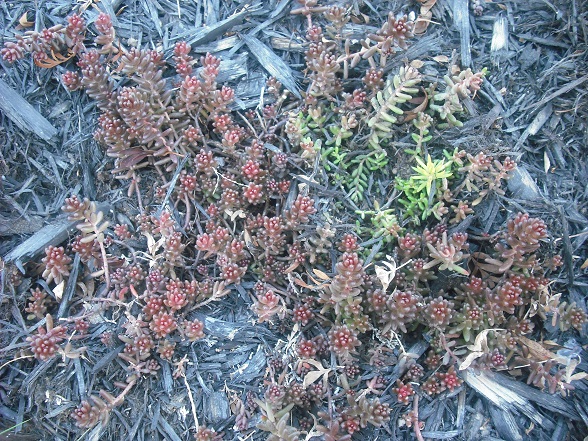 Orpin, sédum Sedum brevifolium Red Form